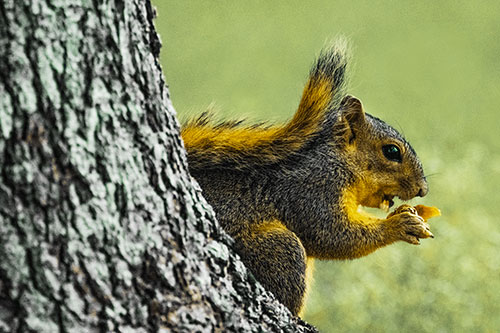 Squirrel Chewing Pinecone Beside Tree Stump (Yellow Tint)