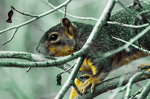 Squirrel Climbing Down From Tree Branches (Yellow Tint Photo)