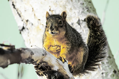 Squirrel Grasping Chest Atop Thick Tree Branch (Yellow Tint Photo)