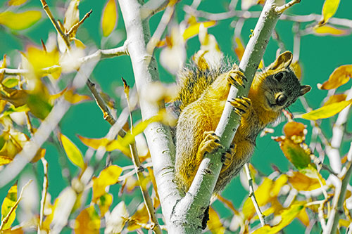 Squirrel Gripping Ahold Of Tree Branch (Yellow Tint)
