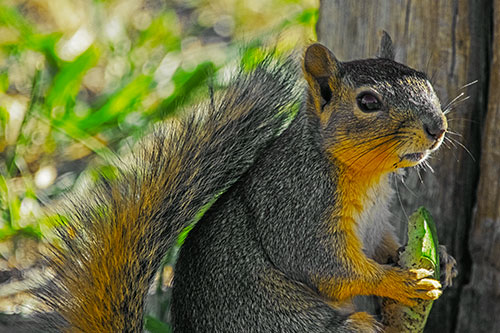 Squirrel Holding Watermelon Slice Glancing Sideways (Yellow Tint)