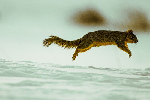 Squirrel Leap Flying Across Snow (Yellow Tint Photo)
