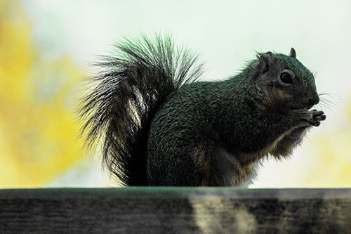 Squirrel Nibbles Breakfast Atop Concrete Skatepark (Yellow Tint)