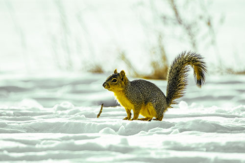 Squirrel Observing Snowy Terrain (Yellow Tint Photo)
