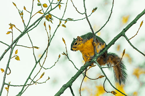 Squirrel Sits Among Sprouting Tree Branches (Yellow Tint)