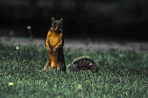 Squirrel Standing Atop Fresh Cut Grass On Hind Legs (Yellow Tint Photo)