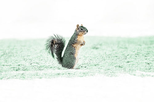 Squirrel Standing On Snowy Patch Of Grass (Yellow Tint Photo)