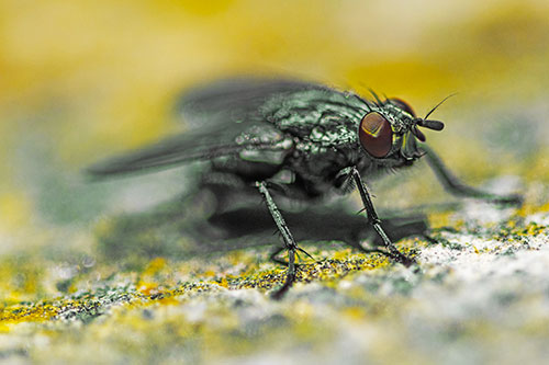 Standing Cluster Fly Getting Suntan Atop Rock (Yellow Tint)