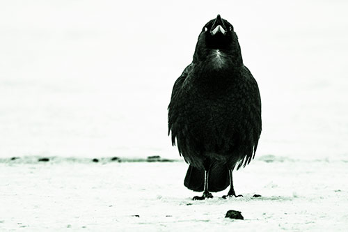 Standing Crow Cawing Loudly (Yellow Tint)