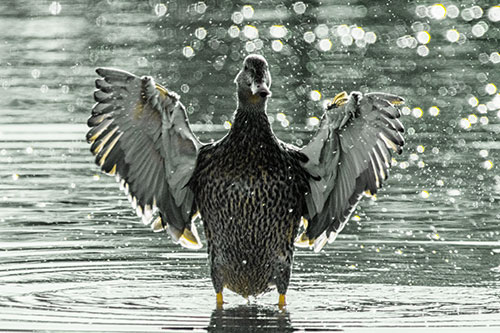 Standing Mallard Duck Flapping Wings Among Shore (Yellow Tint)