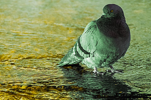 Standing Pigeon Gandering Atop River Water (Yellow Tint)