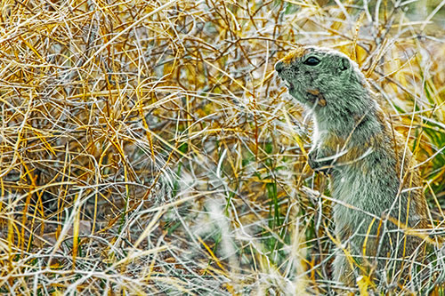 Standing Prairie Dog Snarls Towards Intruders (Yellow Tint)