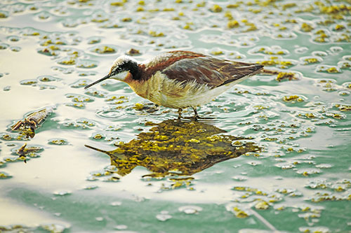 Standing Sandpiper Wading In Shallow Algae Filled Lake Water (Yellow Tint Photo)