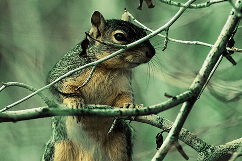Standing Squirrel Peeking Over Tree Branch (Yellow Tint Photo)