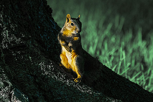 Standing Squirrel Poses Among Sloping Tree Stump (Yellow Tint)