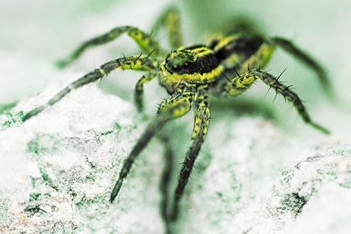 Standing Wolf Spider Guarding Rock Top (Yellow Tint Photo)
