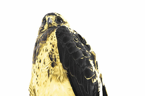 Startled Looking Rough Legged Hawk (Yellow Tint Photo)