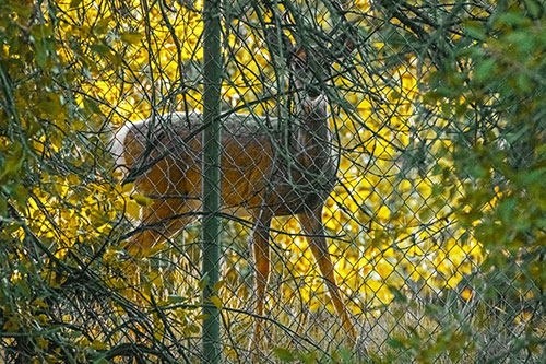 Startled White Tailed Deer Freezes Behind Chain Link Fence (Yellow Tint)
