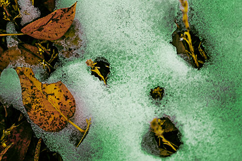Stem Shocked Snow Face Among Fallen Leaves (Yellow Tint)