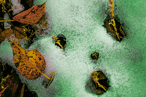Stem Shocked Snow Face Among Fallen Leaves (Yellow Tint Photo)