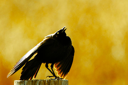 Stomping Grackle Croaking Atop Wooden Fence Post (Yellow Tint Photo)