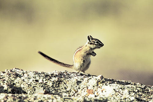 Straight Tailed Standing Chipmunk Clenching Paws (Yellow Tint Photo)