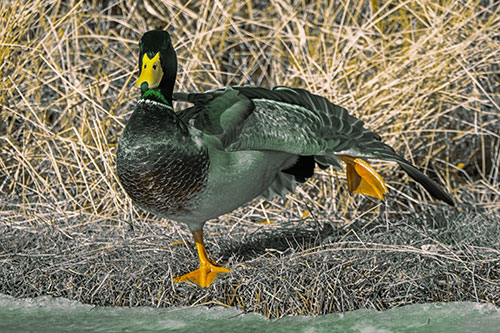 Stretching Mallard Duck Along Icy River Shoreline (Yellow Tint Photo)