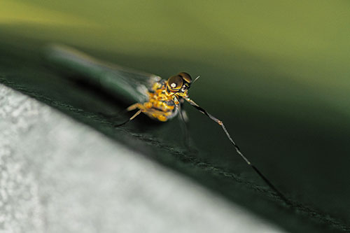 Stretching Mayfly Relaxing Among Shade (Yellow Tint)