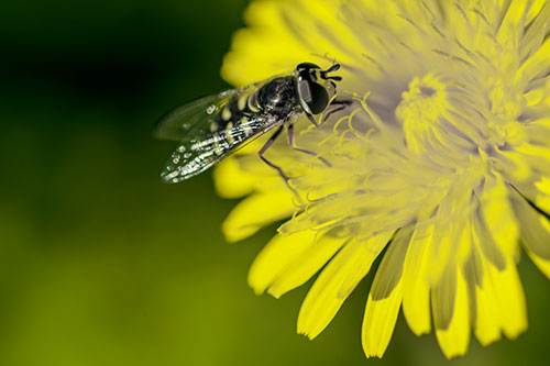 Striped Hoverfly Pollinating Flower (Yellow Tint Photo)