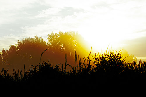 Sun Rises Beyond Fog Filled Treeline (Yellow Tint Photo)