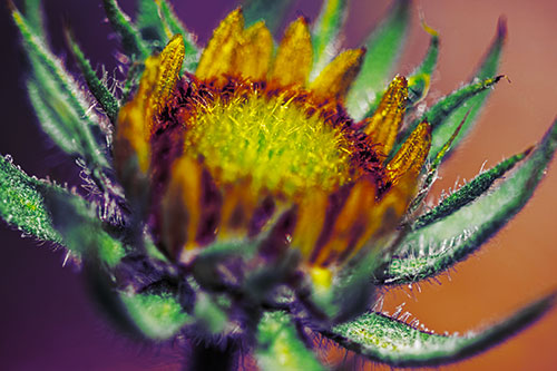 Sunflower Bud Unfurling Towards Sunlight (Yellow Tint Photo)