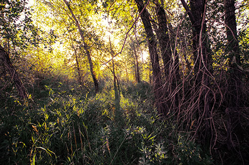 Sunlight Bursts Through Shaded Forest Trees (Yellow Tint)
