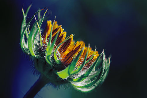 Sunlight Enters Spiky Unfurling Sunflower Bud (Yellow Tint Photo)