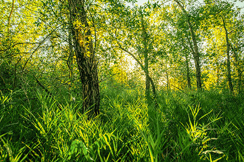 Sunrise Casts Forest Tree Shadows (Yellow Tint Photo)