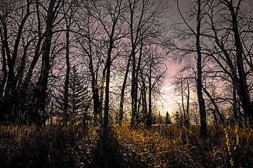 Sunrise Through Snow Covered Trees (Yellow Tint Photo)