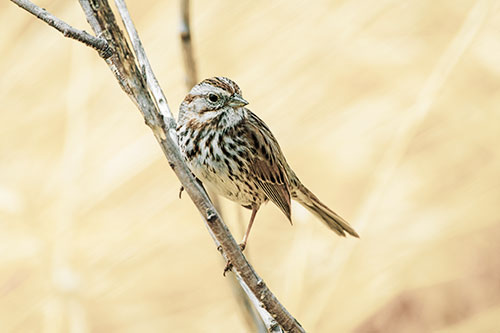 Surfing Song Sparrow Rides Tree Branch (Yellow Tint Photo)