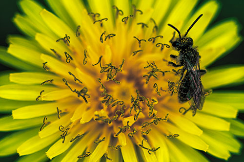 Sweat Bee Collecting Dandelion Pollen (Yellow Tint Photo)