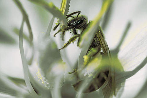Sweat Bee Collecting Pollen Off Primrose Flower (Yellow Tint)