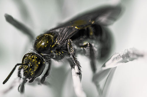Sweat Bee Enjoying Primrose Flower Pollen (Yellow Tint)
