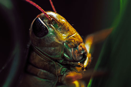 Sweaty Grasshopper Seeking Shade (Yellow Tint Photo)