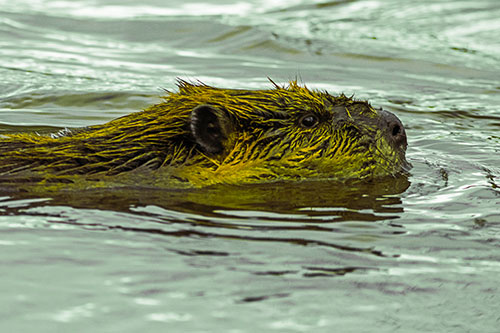 Swimming Beaver Patrols River Surroundings (Yellow Tint Photo)