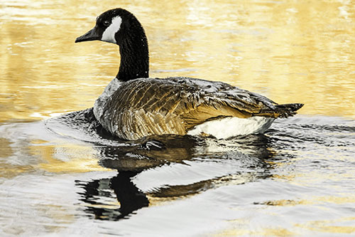 Swimming Goose Ripples Through Water (Yellow Tint)