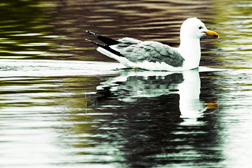 Swimming Seagull Lake Water Reflection (Yellow Tint Photo)