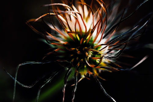 Swirling Pasque Flower Seed Head (Yellow Tint Photo)