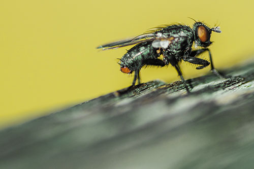 Tachinid Fly Curling Arm Among Sloping Wood (Yellow Tint)