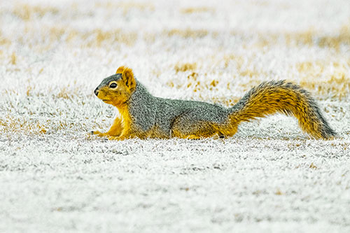Tail Wagging Squirrel Sitting Among Dead Grass (Yellow Tint)