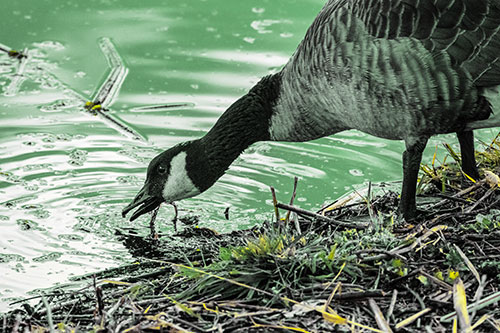 Thirsty Canadian Goose Drinking Water Along Shore (Yellow Tint)