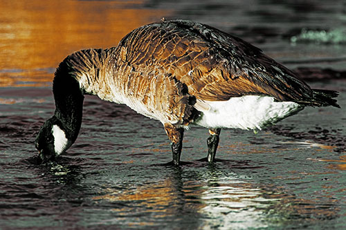 Thirsty Goose Drinking Ice River Water (Yellow Tint Photo)