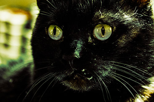 Thirsty Wide Eyed Black Cat (Yellow Tint)