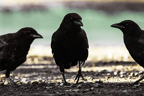 Three Crows Plotting Their Next Move (Yellow Tint Photo)